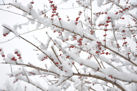 雪中忍冬果