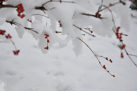 雪中忍冬果