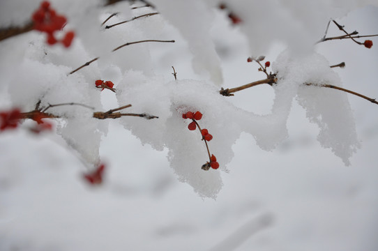 挂在雪中枝头的金银木果实