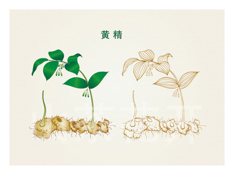 手繪黃精中草藥黃精線描插畫(huà)