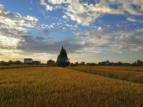 乡村清晨景色