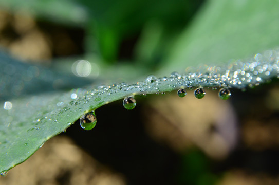 清晨雨露