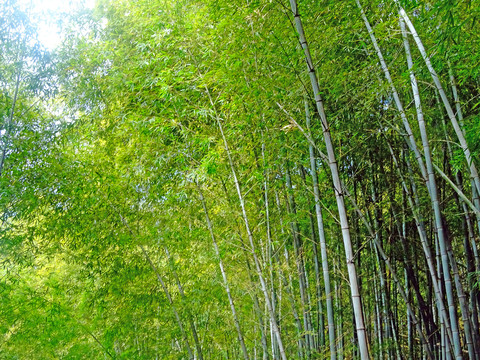 竹子背景