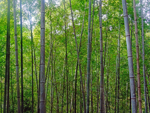 竹子竹枝