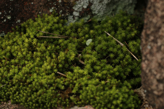 苔藓