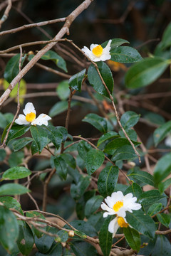 油茶花