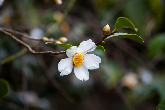 油茶花