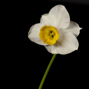 黑色背景水仙花