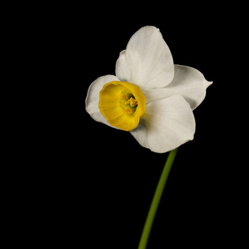 黑色背景水仙花