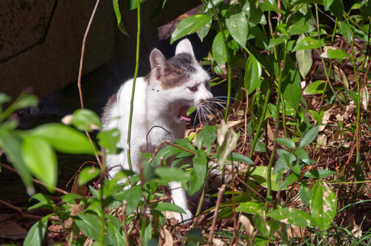 草丛小猫咪