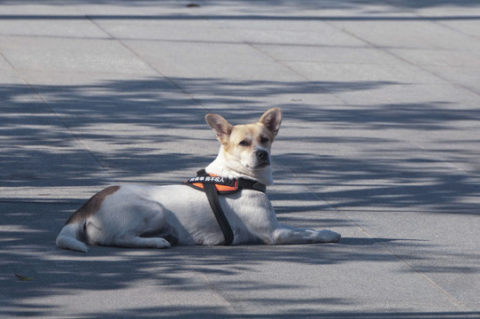 导盲犬