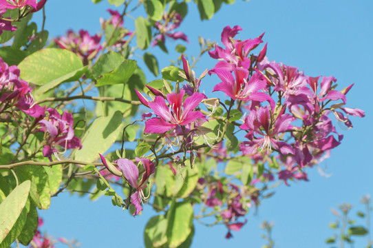 羊蹄甲花枝俏