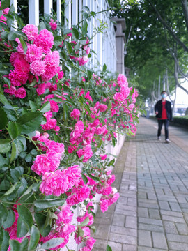 木香花