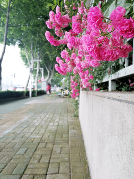 木香花