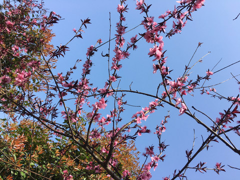 桃花朵朵开