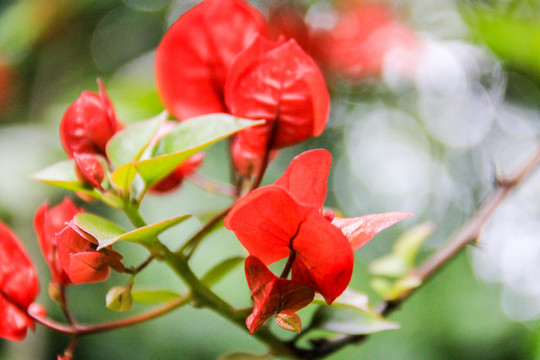 叶子花