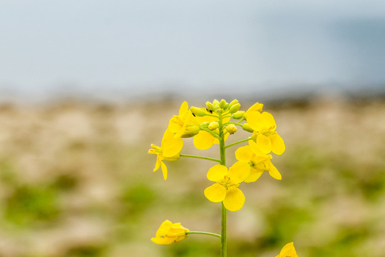 油菜花海