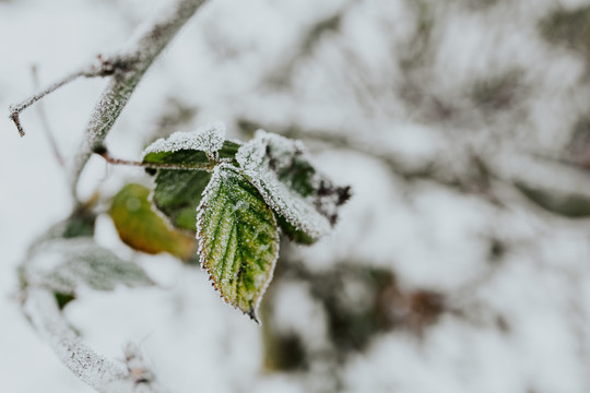 雪后的树叶