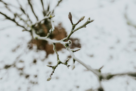 雪景