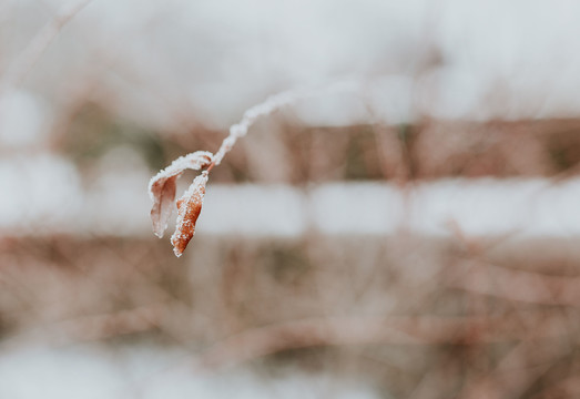 雪后的枯叶