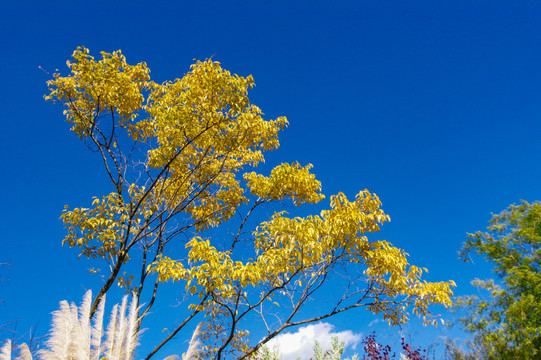 黄色树木