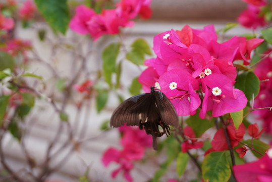 黑色蝴蝶在紫色三角梅花朵中采蜜