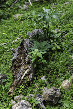 森林植被