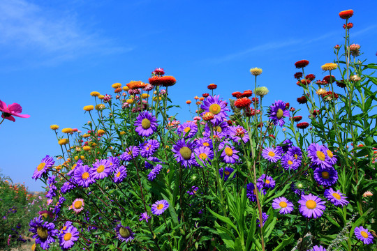 南山花卉