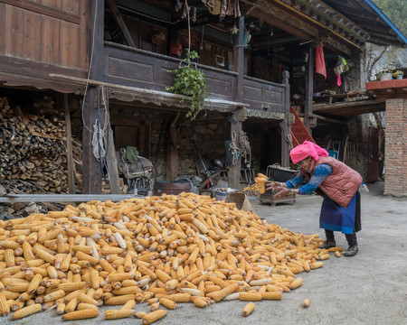 藏民居收玉米的藏族大妈