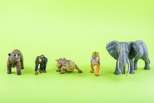 微距动物模型拍摄保护野生动物