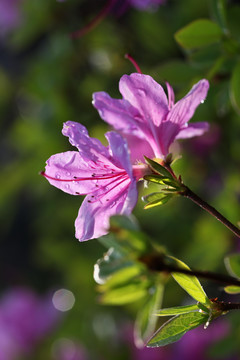 杜鹃花开