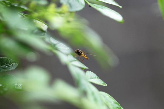 树叶与蜜蜂