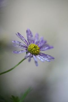 紫菀花开