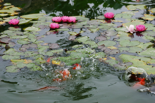 睡莲花开