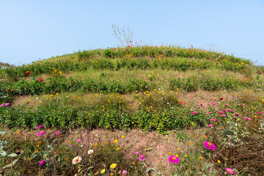 漫山野花