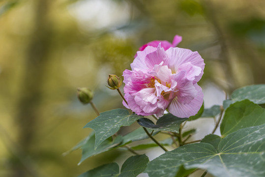 芙蓉花