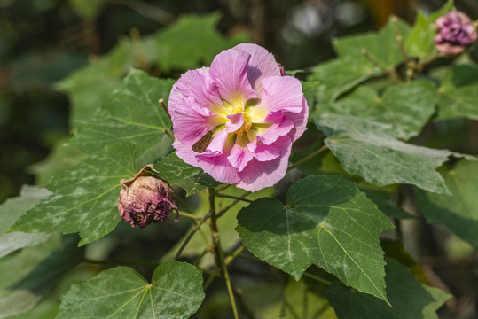 芙蓉花