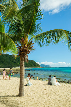 三亚海滩椰子树
