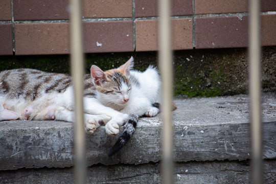 睡觉的花猫