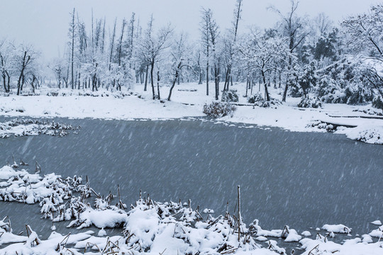 西溪雪韵