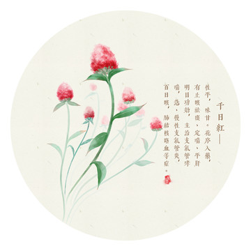 千日紅