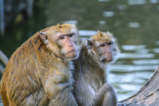 台北市动物园猕猴