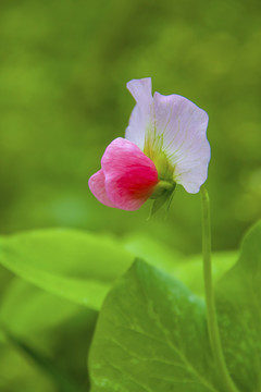 扁豆花