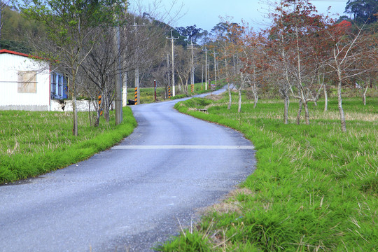 榆树林风景