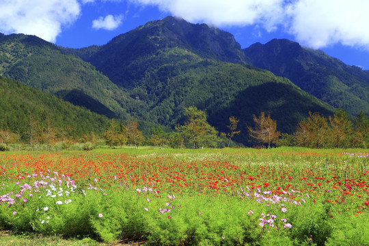 武陵农场风景