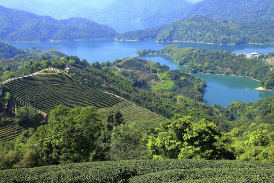 茶山风景