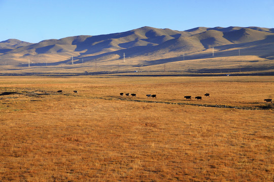 蒙古草原牧场