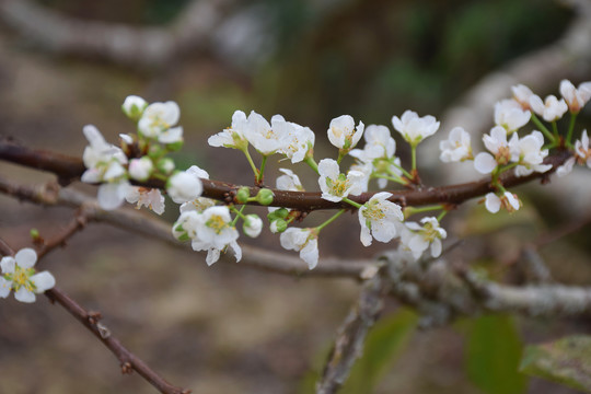 李花