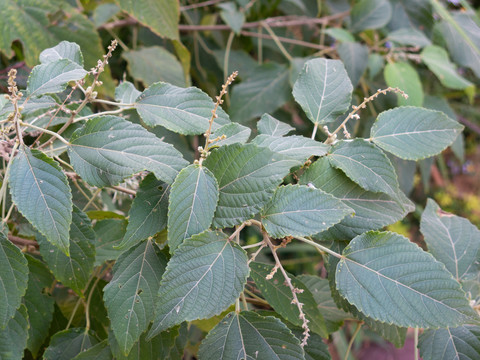 大戟科植物假奓包叶