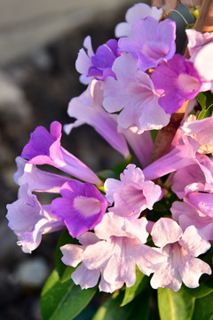 蒜香藤紫花